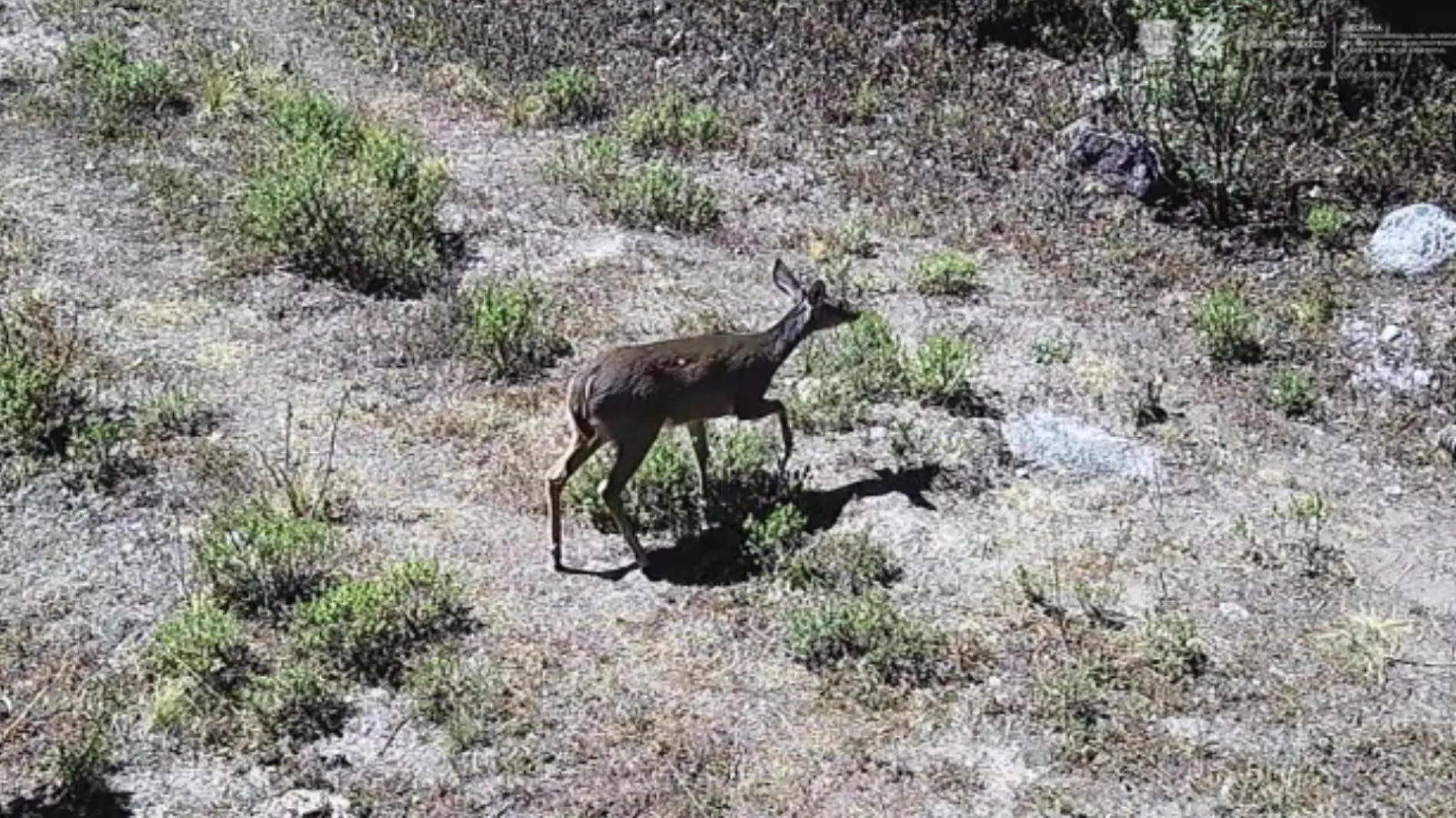 DESIERTO DE LOS LEONES. CORTESÍA TW @mroblesg (4)